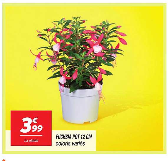 FUCHSIA POT 12 CM coloris variés