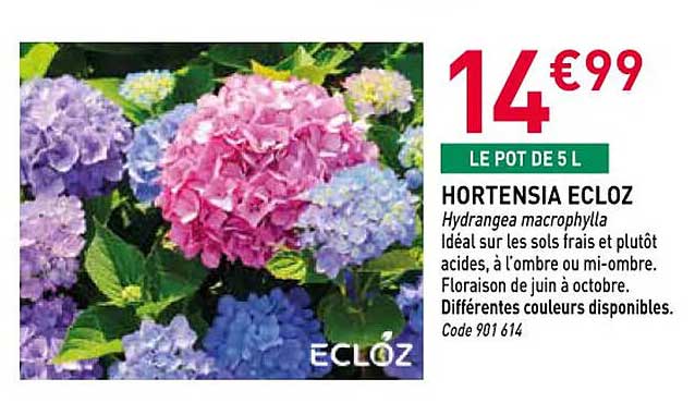 HORTENSIA ECLOZ