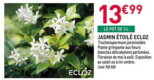 JASMIN ÉTOILÉ ECLOZ