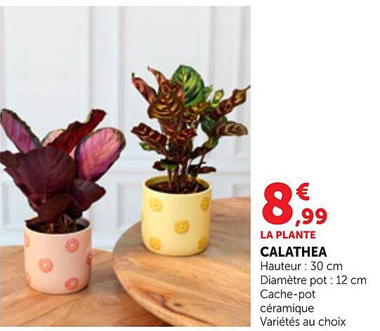 LA PLANTE CALATHEA