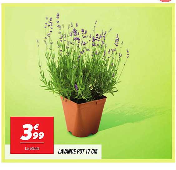 LAVANDE POT 17 CM