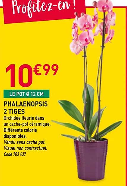 PHALAENOPSIS 2 TIGES
