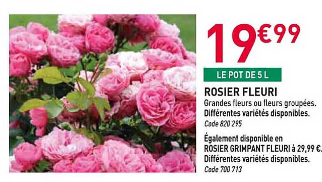 ROSIER FLEURI