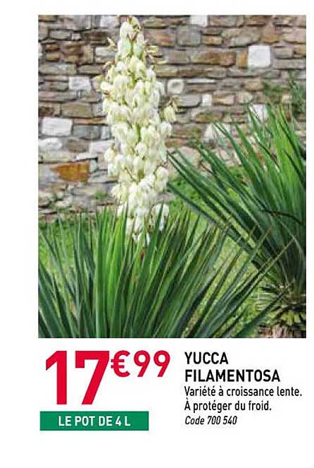 YUCCA FILAMENTOSA