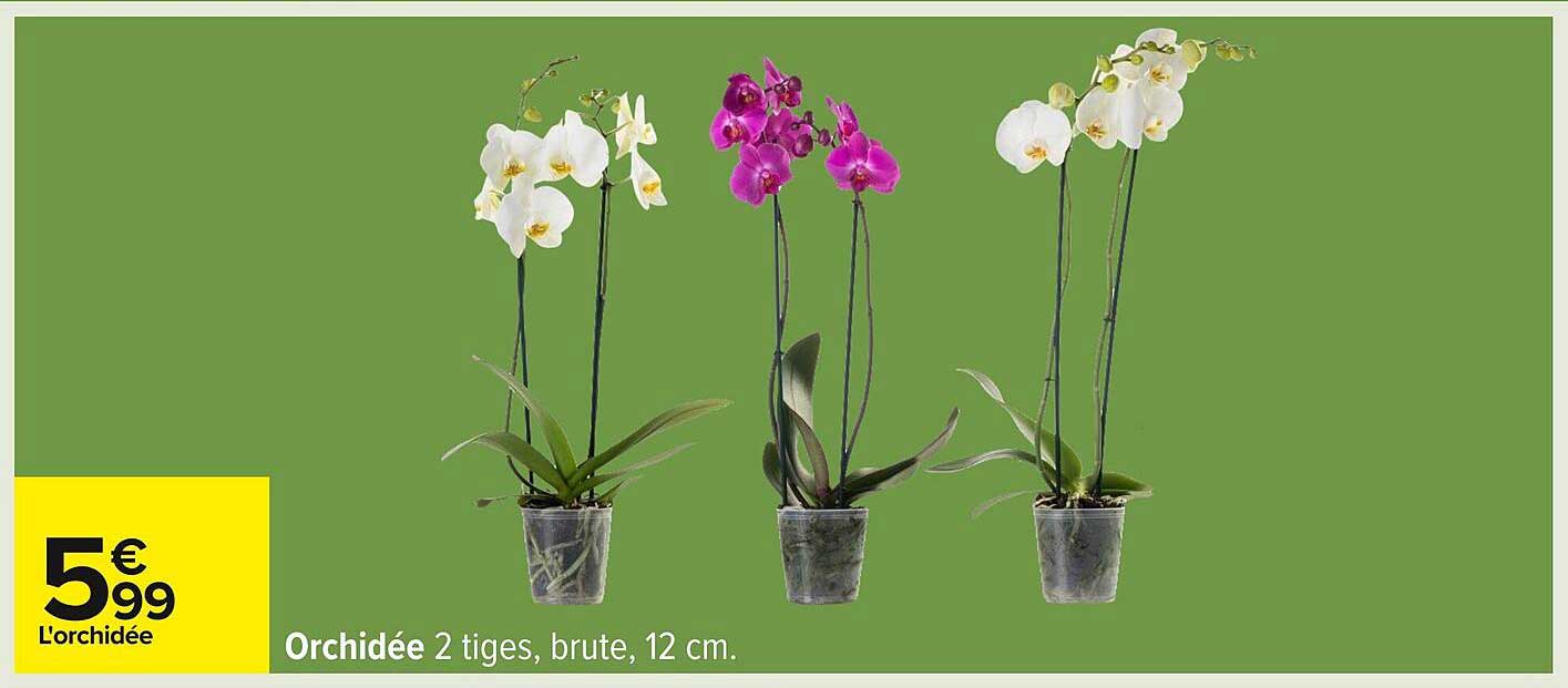 Orchidée 2 tiges, brute, 12 cm.