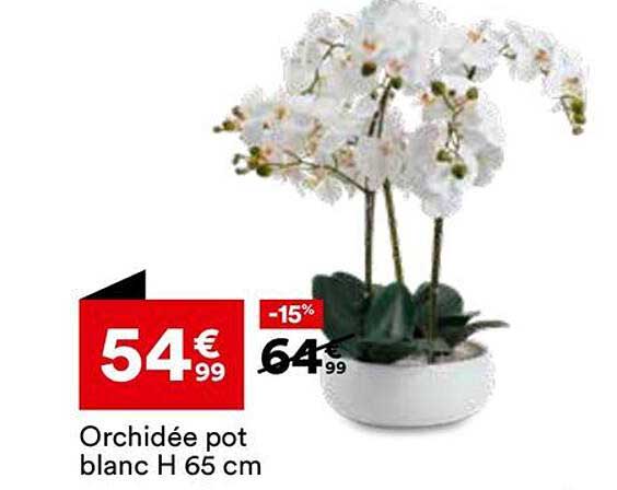 Orchidée pot blanc H 65 cm