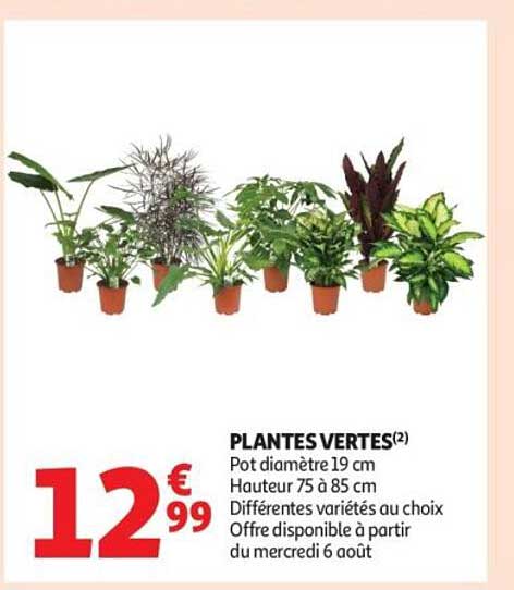 PLANTES VERTES