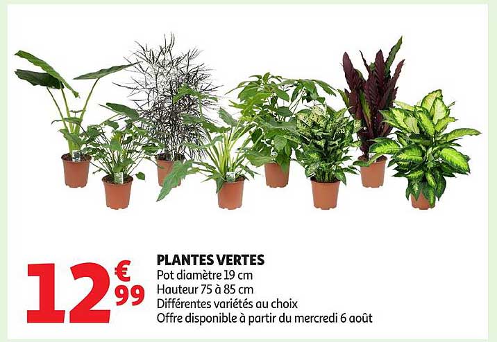 PLANTES VERTES