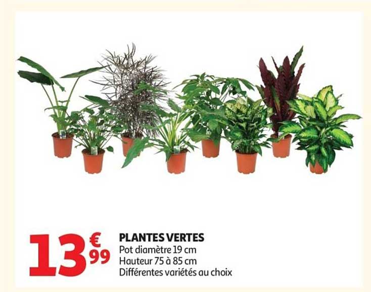 PLANTES VERTES
