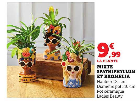 MIXTE SPATHIPHYLLUM ET BROMELIA
