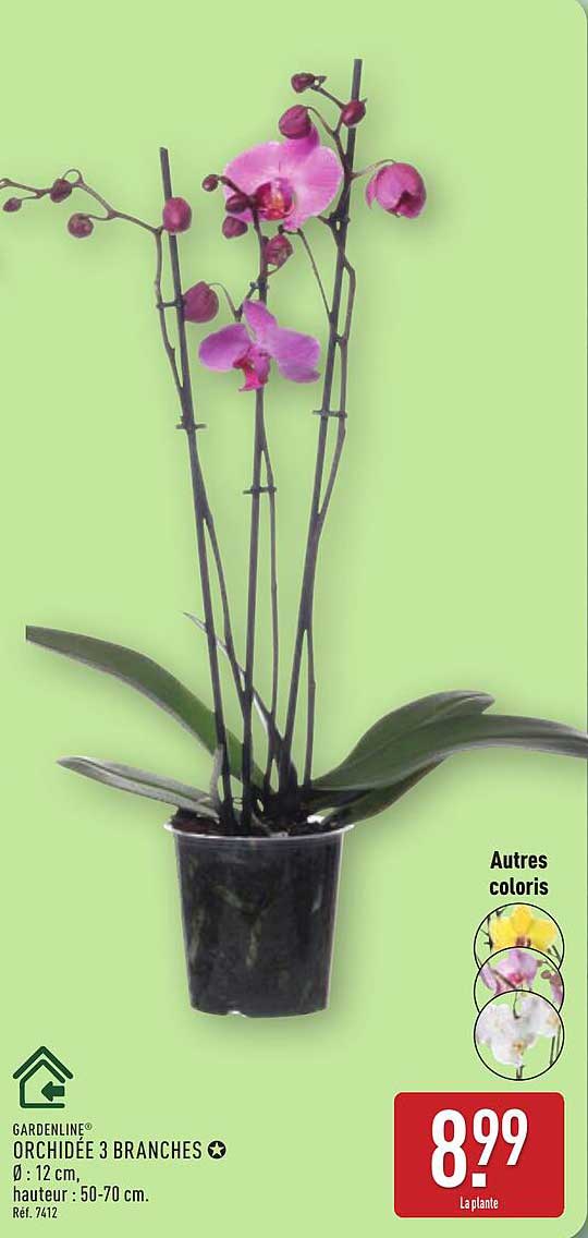 ORCHIDÉE 3 BRANCHES