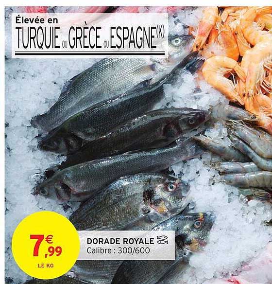 DORADE ROYALE