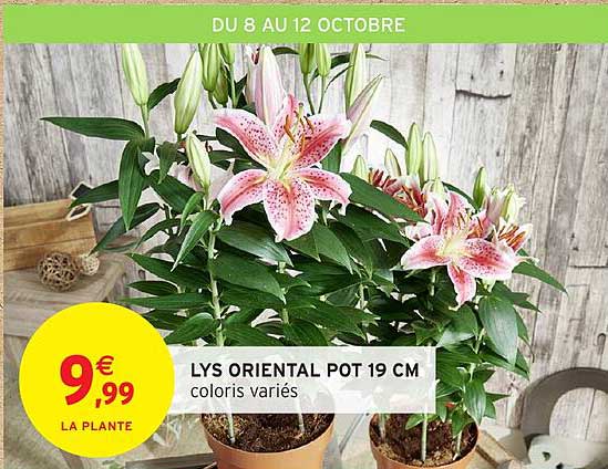 LYS ORIENTAL POT 19 CM