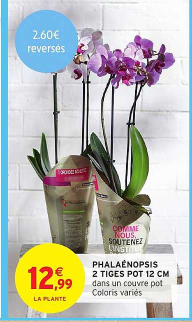 PHALAÉNOPSIS 2 TIGES POT 12 CM dans un couvre pot Coloris variés