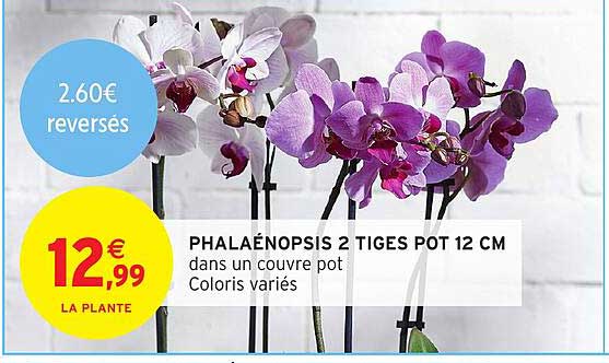 PHALAÉNOPSIS 2 TIGES POT 12 CM dans un couvre pot Coloris variés