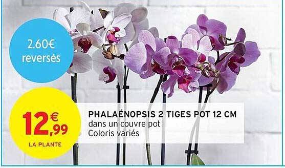 PHALAÉNOPSIS 2 TIGES POT 12 CM