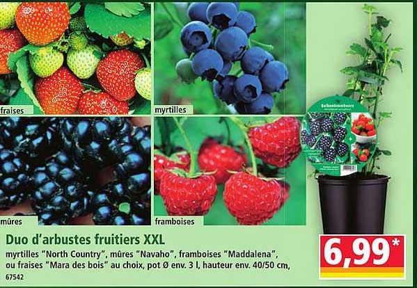 Duo d'arbustes fruitiers XXL