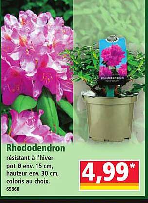 Rhododendron