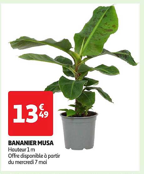 BANANIER MUSA