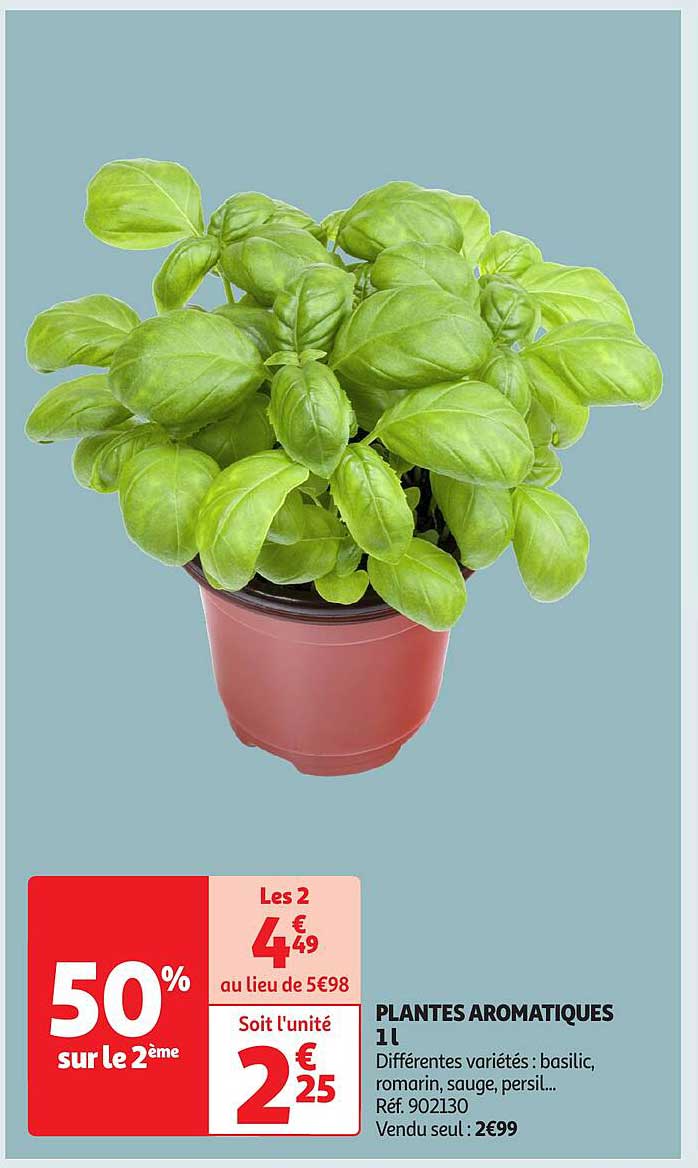 PLANTES AROMATIQUES