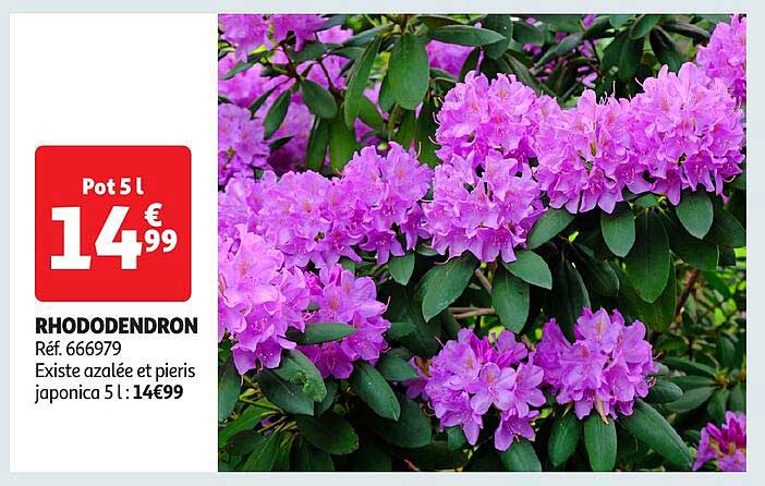 RHODODENDRON