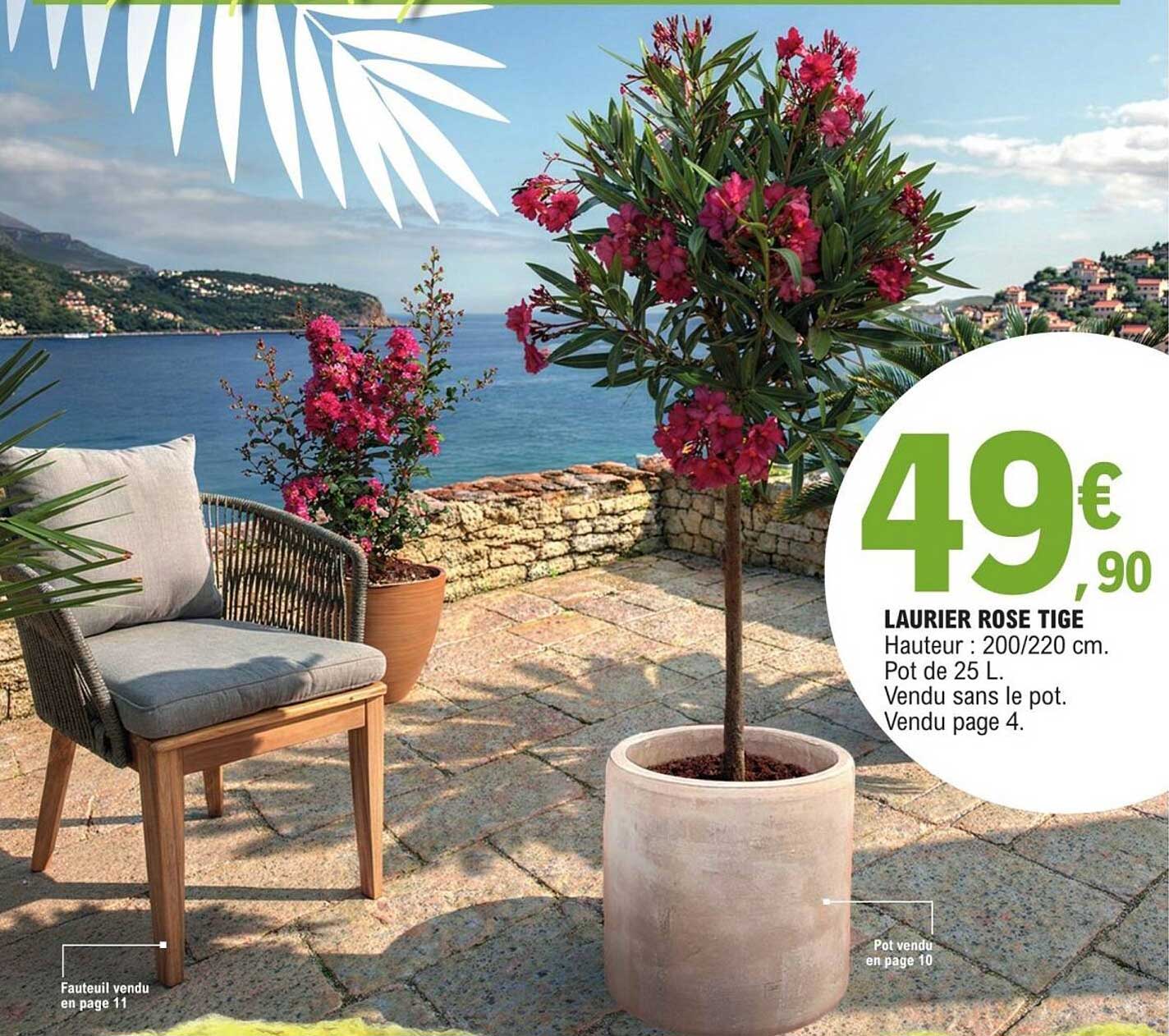 Promo Laurier Rose Tige Chez E Leclerc 123Catalogue fr promo-laurier-rose-tige-chez-e-leclerc-123catalogue-fr