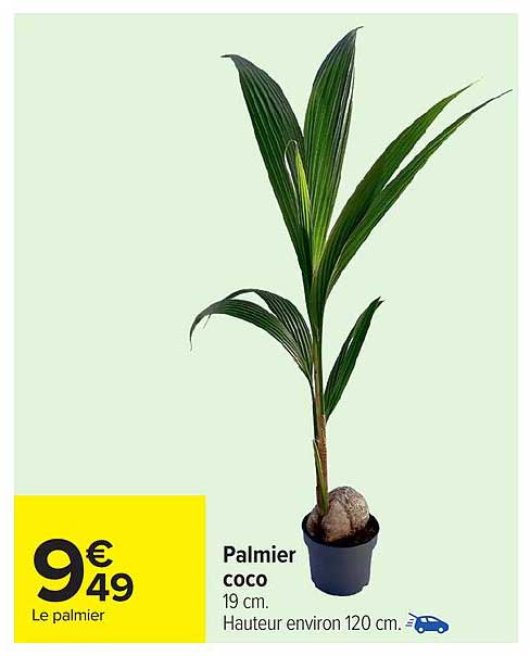 Palmier coco