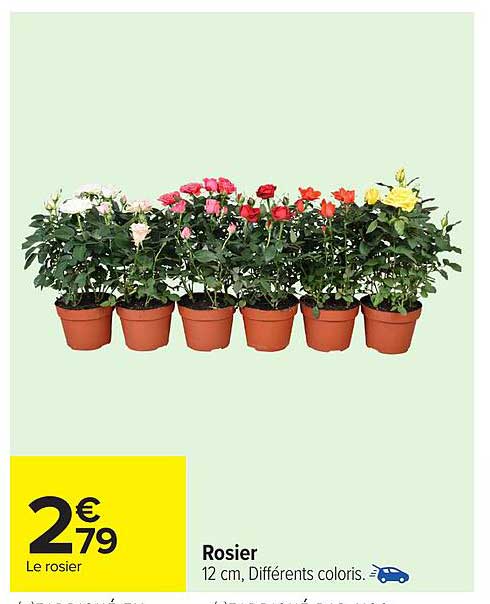 Rosier