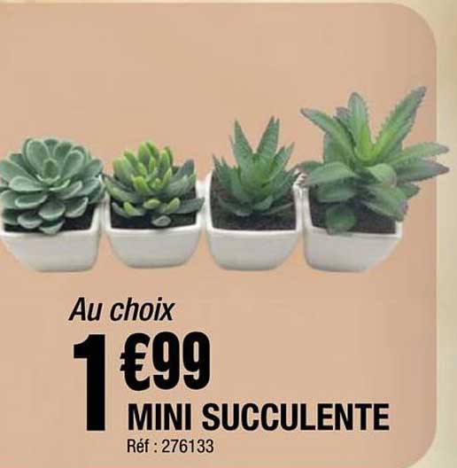 Au choix 1€99 MINI SUCCULENTE Réf : 276133