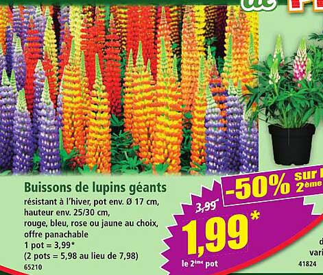 Buissons de lupins géants