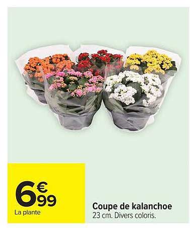 Coupe de kalanchoe 23 cm. Divers coloris.