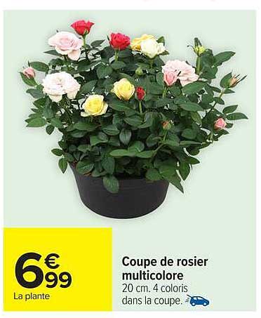 Coupe de rosier multicolore