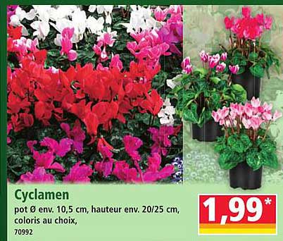 Cyclamen