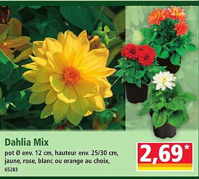 Dahlia Mix