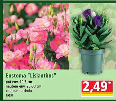 Eustoma “Lisianthus”