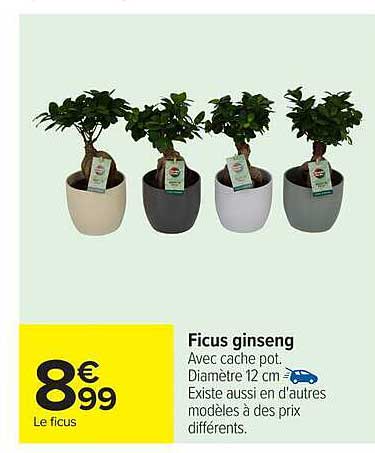 Ficus ginseng