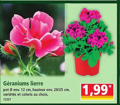 Géraniums lierre