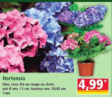 Hortensia