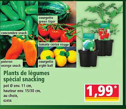 Plants de légumes spécial snacking