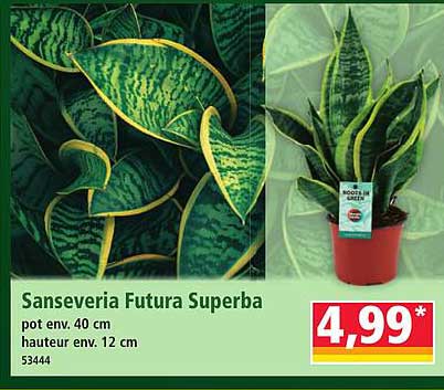 Sanseveria Futura Superba