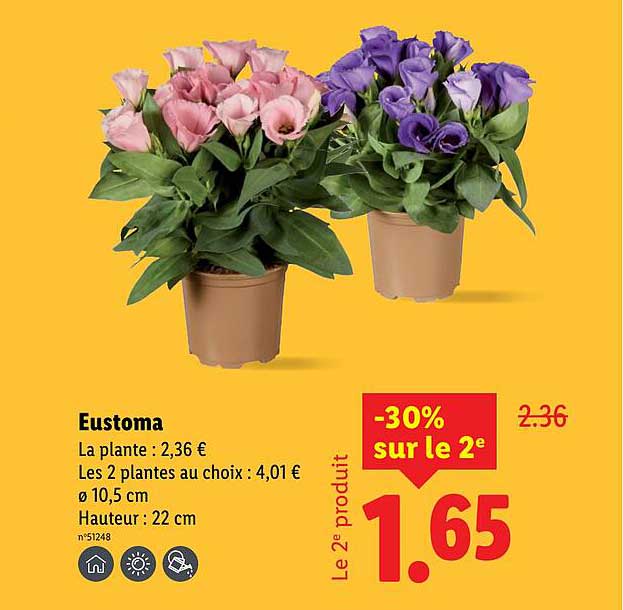 Eustoma