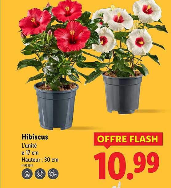 Hibiscus