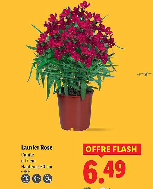 Laurier Rose L’unité