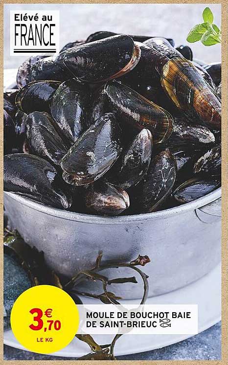 MOULE DE BOUCHOT BAIE DE SAINT-BRIEUC