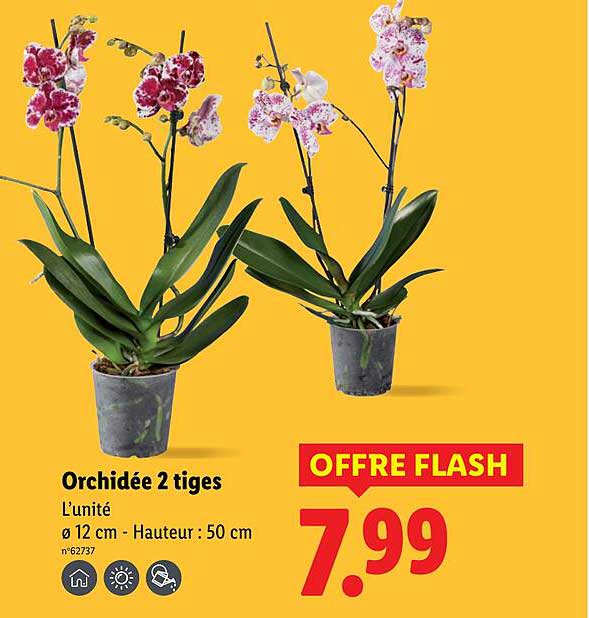 Orchidée 2 tiges