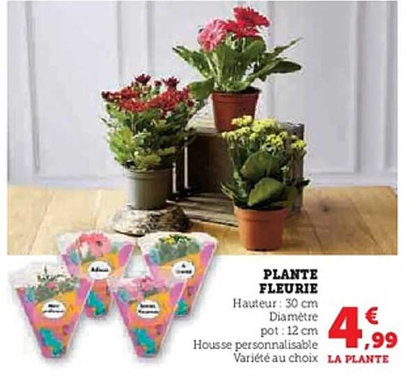 PLANTE FLEURIE