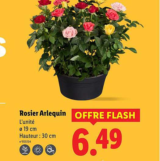Rosier Arlequin
