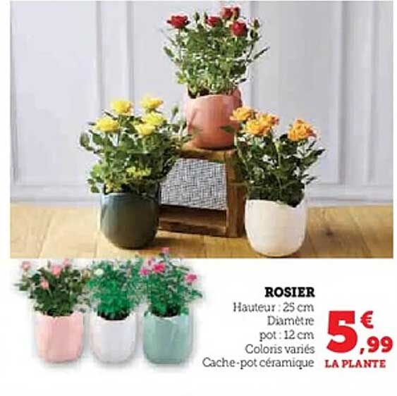 ROSIER