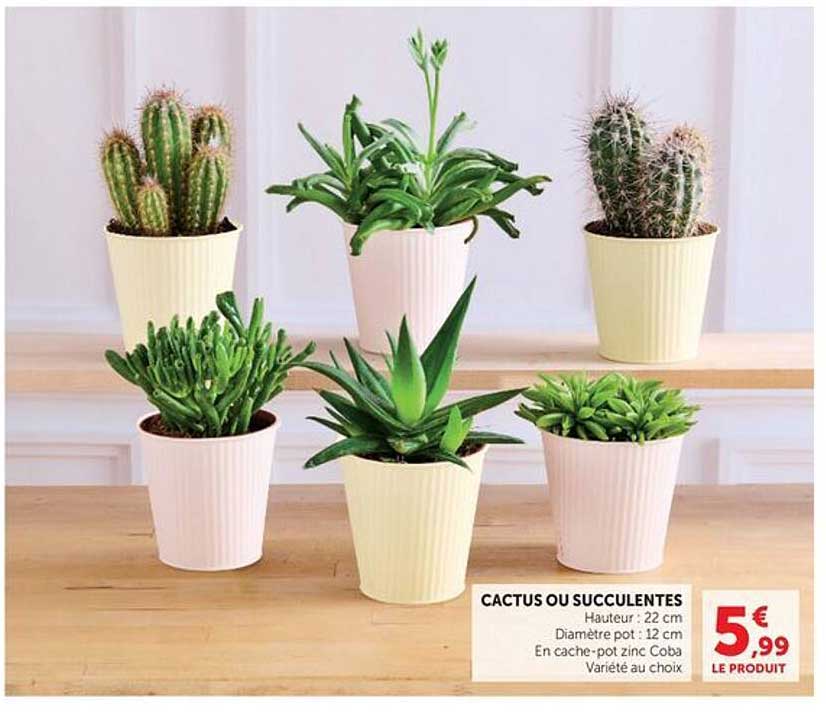 CACTUS OU SUCCULENTES