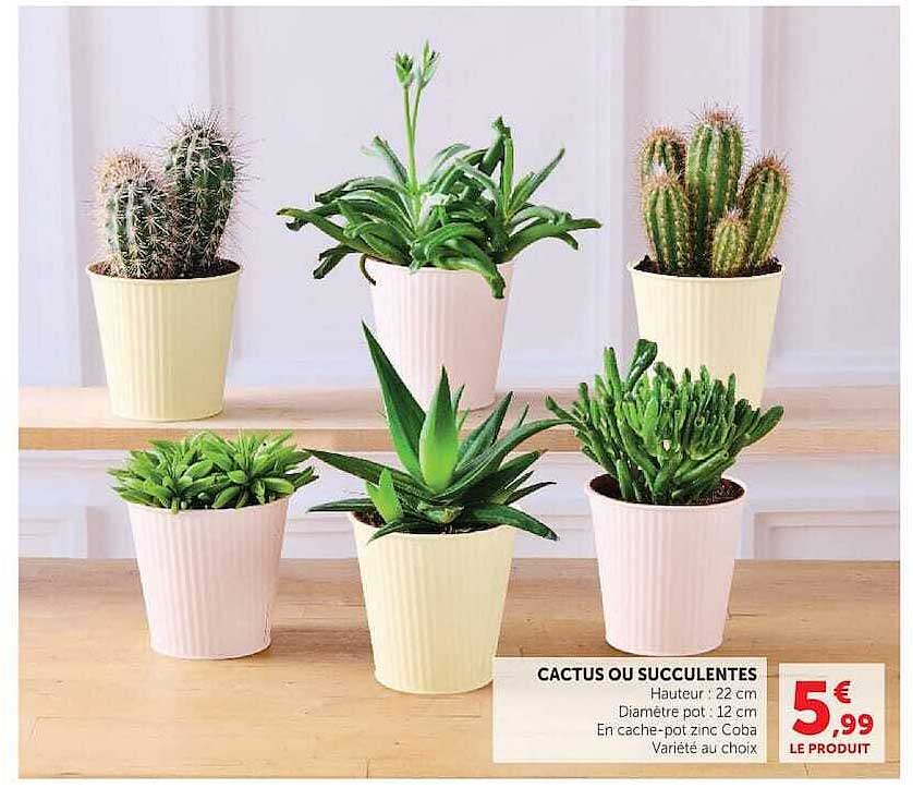 CACTUS OU SUCCULENTES